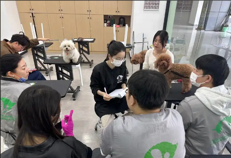 衡水市宠物美容学习宠物美容培训学校 - 价格